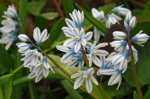 Многолетние цветы для дачи. 50 самых неприхотливых цветов для дачи: многолетники и однолетние для ленивых и работяг