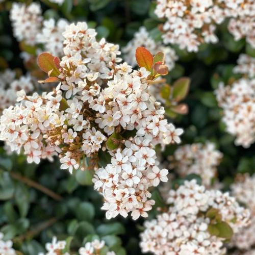 Многолетники для красивой клумбы. Подбор растений 07