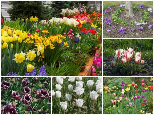 Самые неприхотливые цветы для дачи. Цветы для весенней клумбы