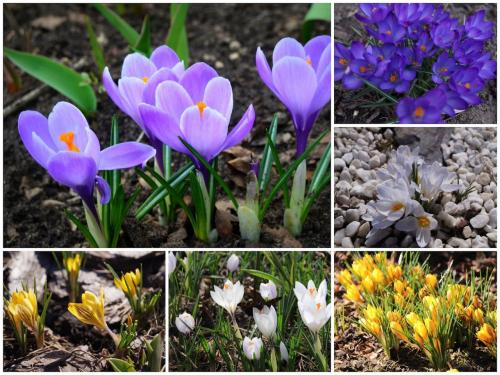 Самые неприхотливые цветы для дачи. Цветы для весенней клумбы