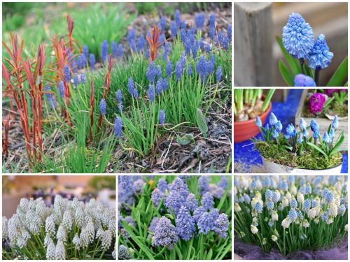 Самые неприхотливые цветы для дачи. Цветы для весенней клумбы