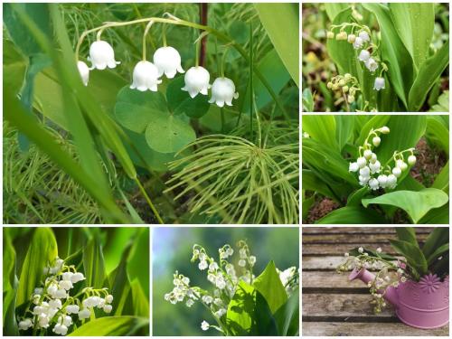 Самые неприхотливые цветы для дачи. Цветы для весенней клумбы