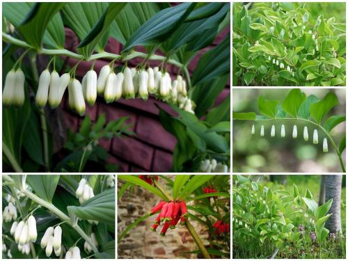 Самые неприхотливые цветы для дачи. Цветы для весенней клумбы