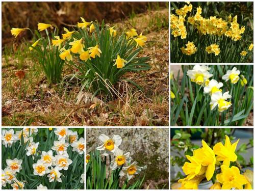 Самые неприхотливые цветы для дачи. Цветы для весенней клумбы