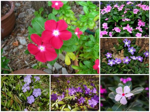 Самые неприхотливые цветы для дачи. Цветы для весенней клумбы