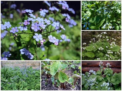 Самые неприхотливые цветы для дачи. Цветы для весенней клумбы