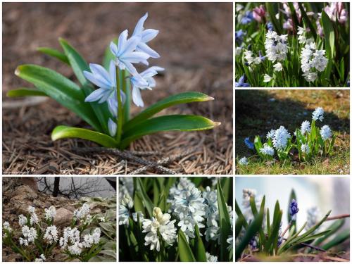 Самые неприхотливые цветы для дачи. Цветы для весенней клумбы