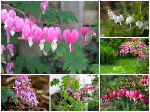 Самые неприхотливые цветы для дачи. Цветы для весенней клумбы