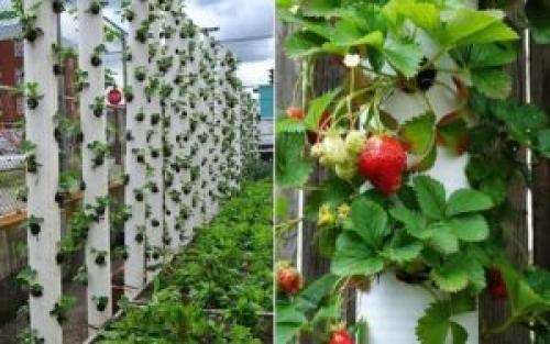 Красивые клумбы на даче. Вертикальные клумбы своими руками