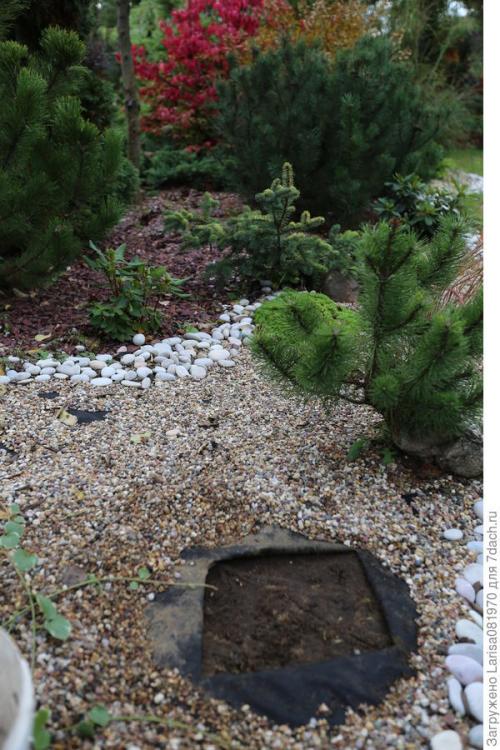 Какие проблемы могут возникнуть при использовании гальки на участке. Простой способ мульчирования без снятия дёрна и создание сада лёгкого ухода