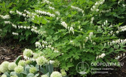 Дизайн клумбы. Основные правила разбивки клумб