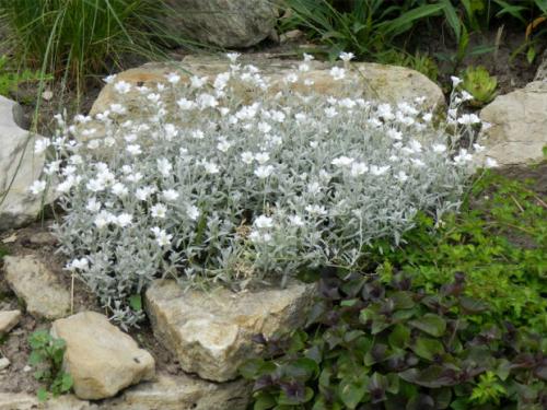 40 оригинальных решений для красивой клумбы с камнем и галькой. Подбираем подходящий камень.