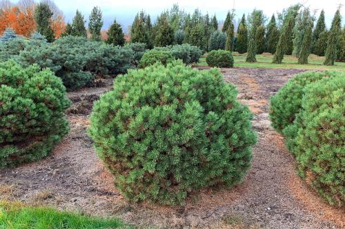Хвойные клумбы с камнями. Как выбирать хвойные растения для клумб