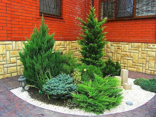 Хвойные клумбы с камнями. Как выбирать хвойные растения для клумб