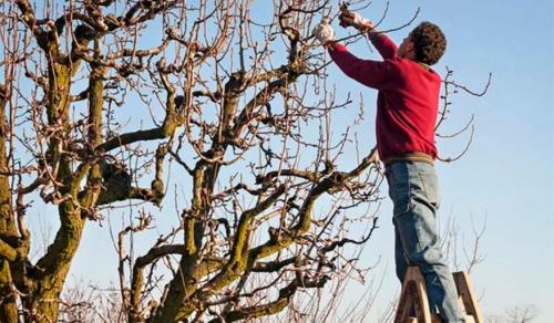 Что такое сад на миллион за копейки