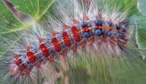 Какие растения можно использовать для создания клумб