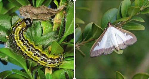 Как сделать клумбу более привлекательной для насекомых и птиц. Готовим живой сад для бабочек и жуков! Растения для привлечения полезных насекомых