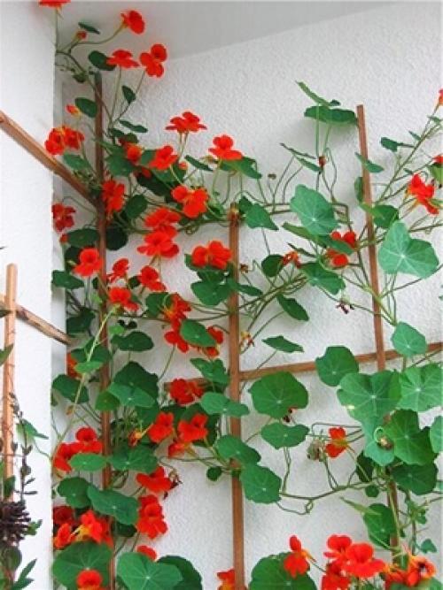 Цветы на подоконнике на улице. Самые неприхотливые цветы для балкона цветущие все лето