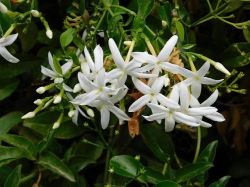 Цветы на подоконнике зимой. Сначала о приятно-полезном