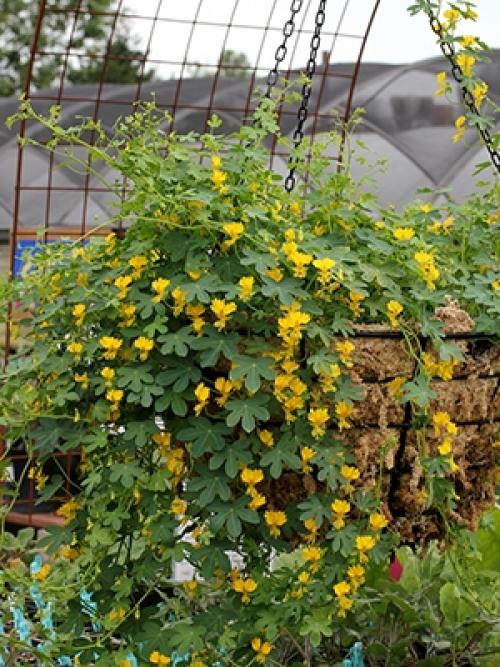 Цветы на подоконнике на улице. Самые неприхотливые цветы для балкона цветущие все лето