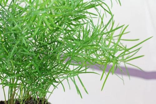 Цветы на подоконнике названия. Комнатные цветы: фото и названия (каталог)