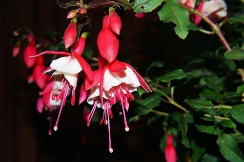 Цветы на подоконнике названия. Комнатные цветы: фото и названия (каталог)