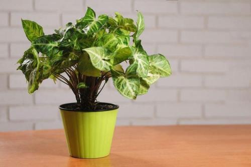 Цветы на подоконнике названия. Комнатные цветы: фото и названия (каталог)