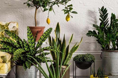 Цветы на подоконнике названия. Комнатные цветы: фото и названия (каталог)