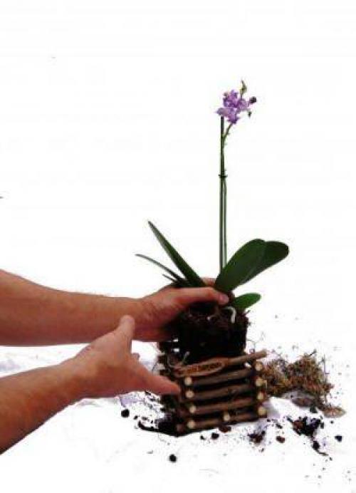 Горшок для орхидеи из пластиковой бутылки. Горшок для орхидеи своими руками