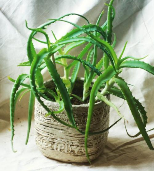 Вазы и цветочные горшки из пластиковых бутылок. 