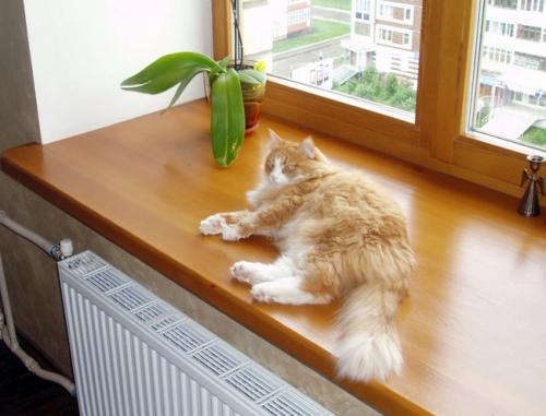 Подоконники в современном интерьере. №4. Деревянный подоконник: плюсы и минусы