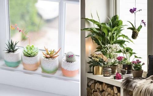 Чем украсить подоконник помимо горшков с цветами.. Декор подоконника комнатными растениями 02