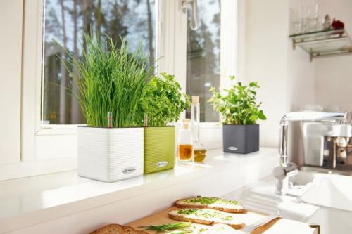 Чем украсить подоконник помимо горшков с цветами.. Декор подоконника комнатными растениями 06