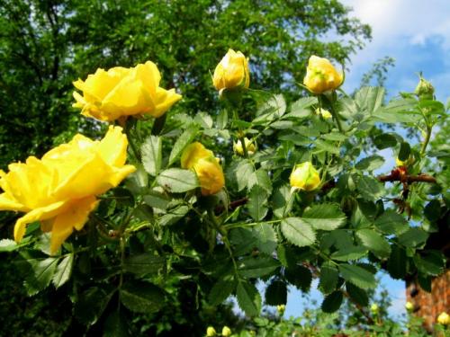 Арки для цветов — конструкция, самостоятельное изготовление, подбор растений + 79 фото