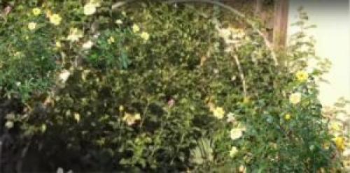 Арка для роз своими руками.   Приспособления для закрепления розы на опор