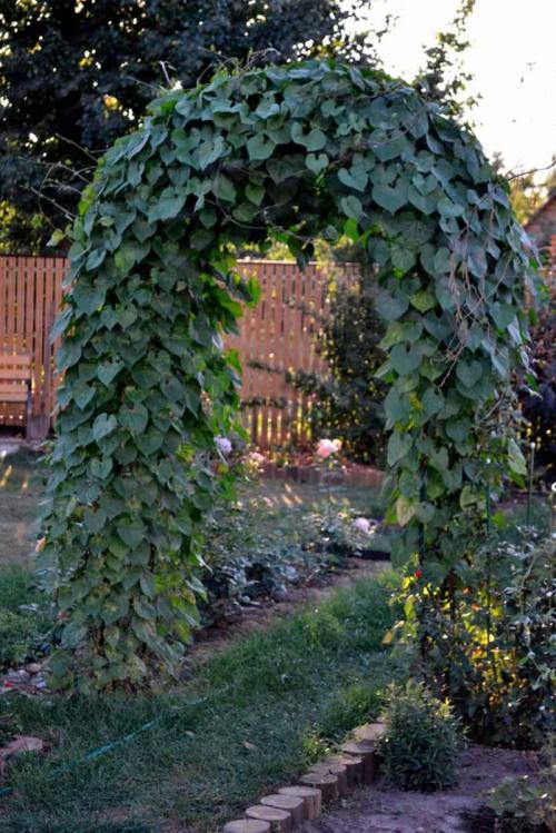 Арка во дворе. Красивая садовая арка: стильные и оригинальные арки и их применение в ландшафтном дизайне (95 фото + видео)