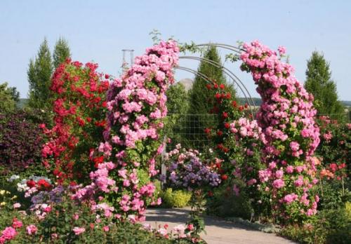 Цветы для арки. Общие рекомендации желающим украсить забор, строения, участок.