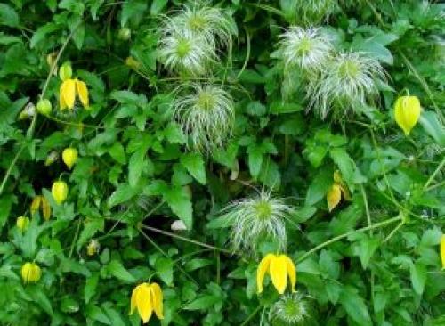 Вьющееся растение с желтыми цветами. Клематис