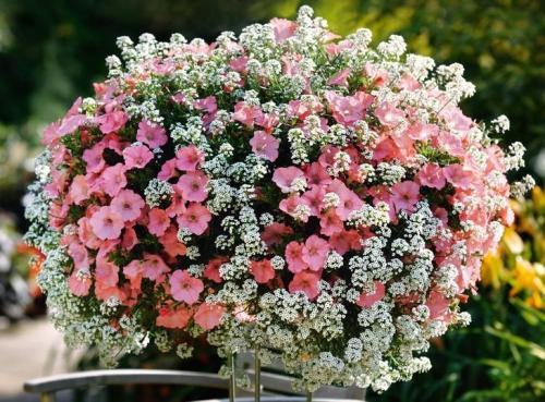 Вьющиеся растения в горшках на улице. Каскадные цветы для кашпо