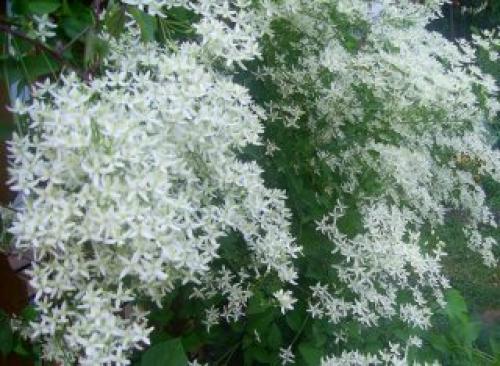 Вьющееся растение с желтыми цветами. Клематис