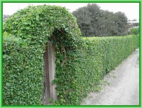 Цветы ползущие по стене. Общие рекомендации желающим украсить забор, строения, участок.