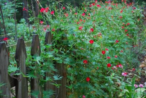 Цветы ползущие по стене. Общие рекомендации желающим украсить забор, строения, участок.