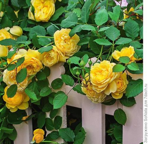 Какие сорта роз лучше всего подходят для создания сердца на кровати. Самые ароматные сорта роз