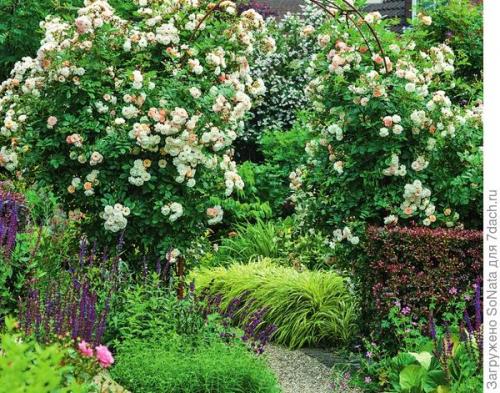 Какие сорта роз лучше всего подходят для создания сердца на кровати. Самые ароматные сорта роз