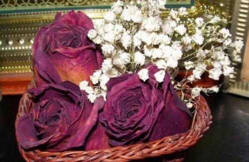 Как сохранить лепестки роз после фотосессии, чтобы они выглядели свежо. Для чего засушивают розы