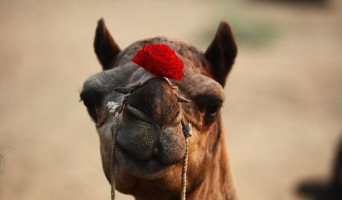 Какие существуют мифы или легенды, связанные с розами и их лепестками на полу. Роза в древней мировой истории и мифах разных народов