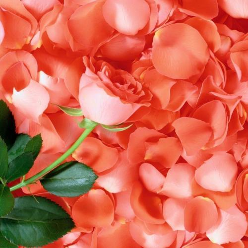 Как создать романтическую кровать, усыпанную лепестками роз 17 Как создать романтическую кровать, усыпанную лепестками роз 17