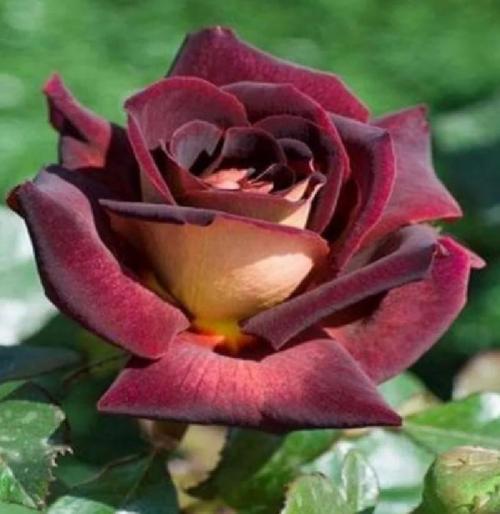 Лепестки роз на кровати и свечи: как создать романтическую атмосферу 04