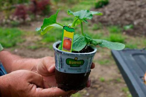 Есть ли специальные техники по уходу за вазами и горшками в форме тыквы. Как посадить тыкву в контейнер