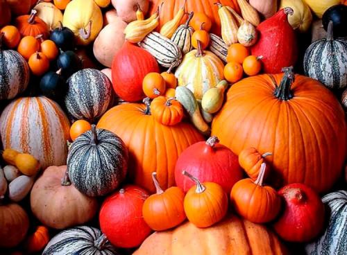 Как можно организовать мастер-класс по созданию поделок из тыквы. Поделки из тыквы на праздник осени в школу и садик